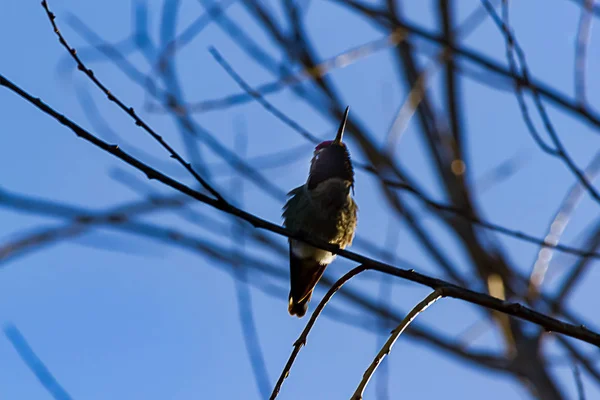 Annas hummingbird un colibrì dalla testa rossa appollaiato sul ramoscello — Foto Stock