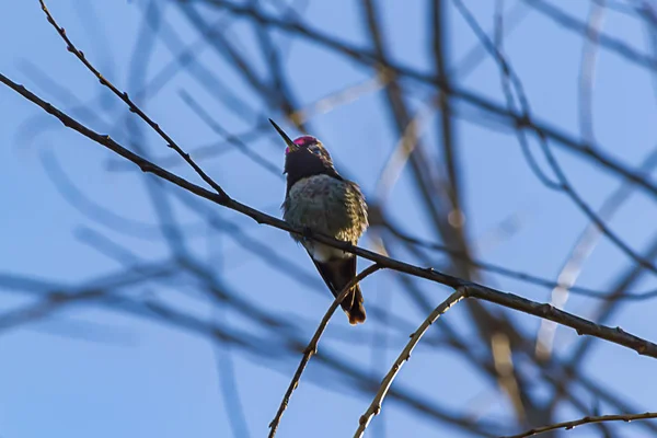 Annas kolibrie een rood hoofd kolibrie neergestreken op takje — Stockfoto