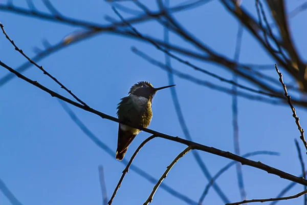 Annas colibri un colibri à tête rouge perché sur une brindille — Photo