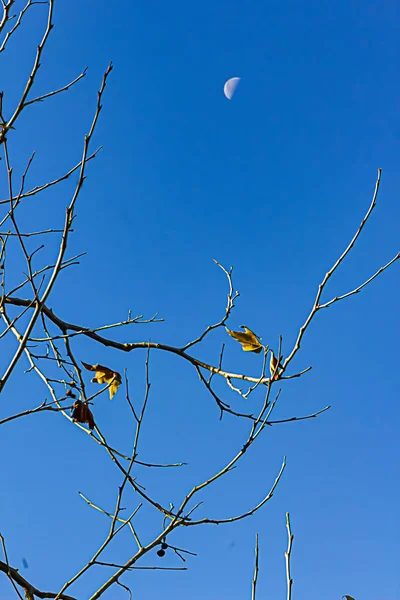 Bare sycamore árvore membros e galhos com três folhas secas e meia lua — Fotografia de Stock