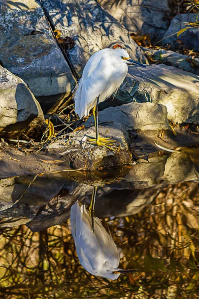 Egret nevado de pé em uma costa rochosa com arbustos muitas reflexões — Fotografia de Stock