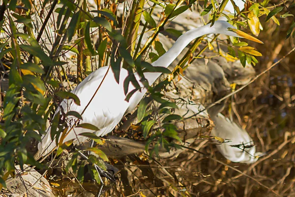 Grote witte zilverreigers op de kustlijn tussen rotsen en struiken — Stockfoto