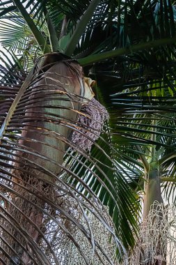 Çiçek açan ve çok uzun ve yemyeşil bir palmiye.