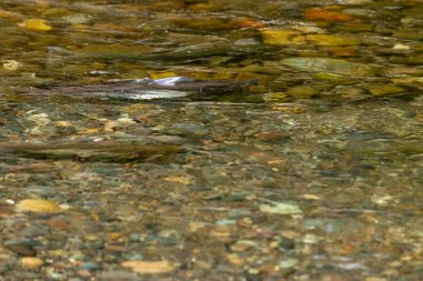 somon balığı nehir kenarında su altında