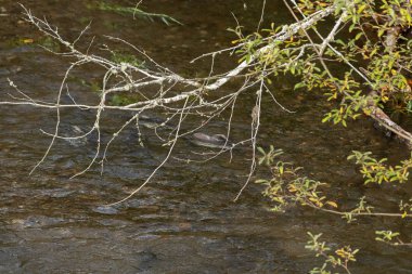 Bazı somonlar ormanın altında akıntıya karşı yüzüyorlar.
