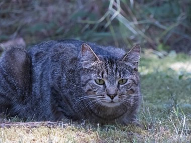 Çimenlerde yatan siyah ve gri çizgili kedi