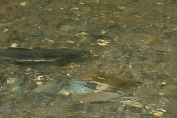 浅河岸的水下鲑鱼 — 图库照片