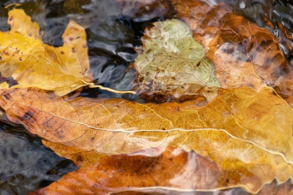 Uma folha de queda de laranja sob água em movimento — Fotografia de Stock