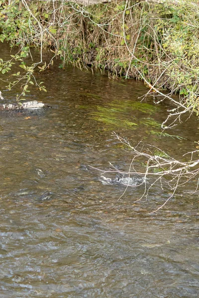 Grupo de salmões nadando a montante na margem do rio — Fotografia de Stock