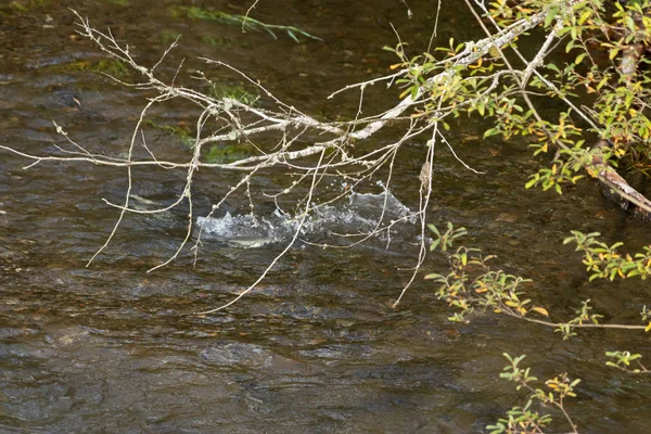 Salmão movendo-se a montante ao longo de uma margem de rio sob árvores — Fotografia de Stock