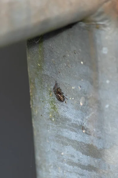 Pequeña araña marrón en la parte inferior de la barandilla —  Fotos de Stock