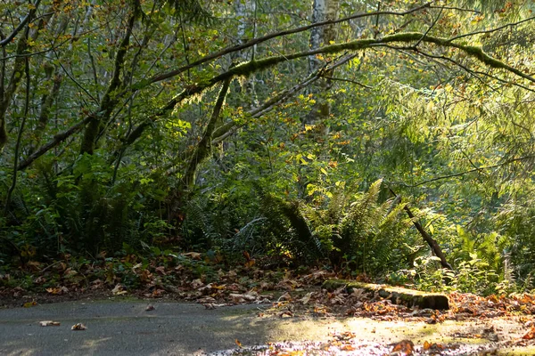 Eğreltiotu ve yosun ile kaplanmış park yeri — Stok fotoğraf