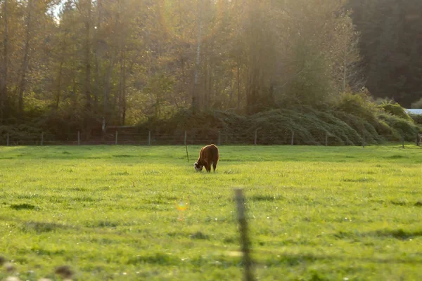 Vacas caminhando em pasto verde no final da tarde — Fotografia de Stock