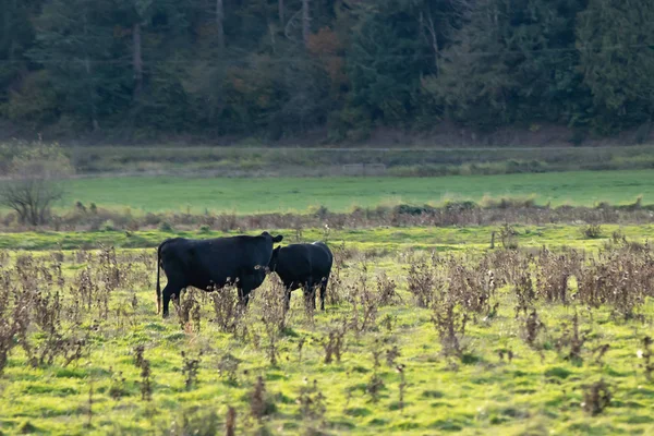 Vacas caminhando em pasto verde no final da tarde — Fotografia de Stock