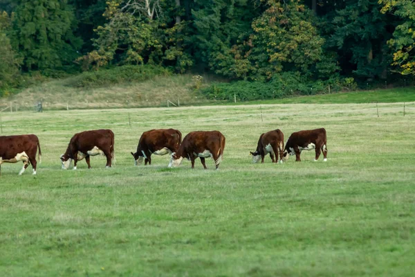 Vacas caminhando em pasto verde no final da tarde — Fotografia de Stock