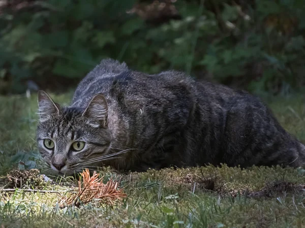 Gatto a strisce nero e grigio che posa in un prato — Foto Stock