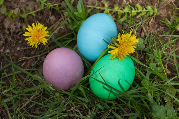 Huevos teñidos de verde y púrpura azul claro —  Fotos de Stock