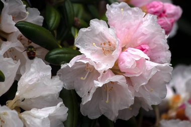 beyaz ve pembe rhododendronlar tamamen çiçek açmış.