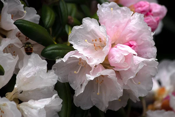 beyaz ve pembe rhododendronlar tamamen çiçek açmış.