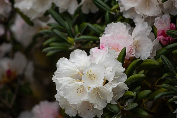 White and pink petals of rhododendrons in full bloom — Stock Photo, Image