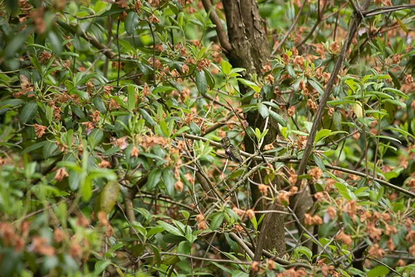 Un solo pájaro tarareando posado en una rama — Foto de Stock
