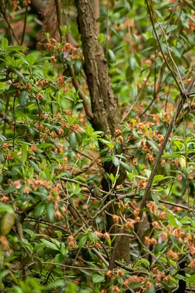 Un solo pájaro tarareando posado en una rama — Foto de Stock