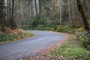 Altın eğreltiotları ve yol boyunca çalılıkları olan sonbahar ormanı
