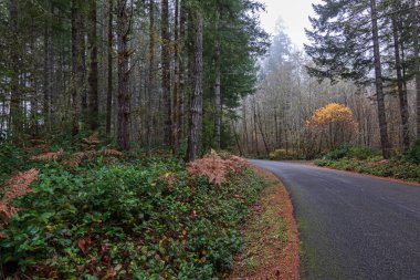 Altın sonbahar eğreltiotu ile sisli sonbahar ormanı