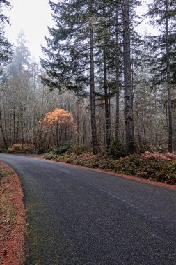 Altın sonbahar eğreltiotu ile sisli sonbahar ormanı
