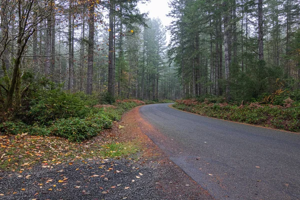Φθινοπωρινό δάσος στην ομίχλη με χρυσές φθινοπωρινές φτέρες — Φωτογραφία Αρχείου