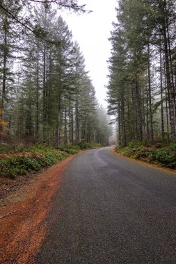 Altın sonbahar eğreltiotu ile sisli sonbahar ormanı