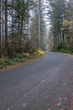 Yeşil eğreltiotu ve kuru yapraklı yosun kaplı ağaç gövdeleri.