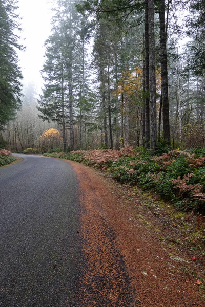 Autumn forest in fog with golden autumn ferns — Stock Photo, Image