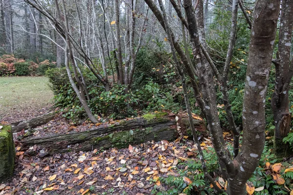 Rottend hout tussen boomstammen en omgevallen bladeren — Stockfoto