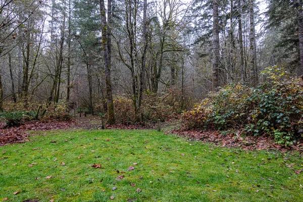 Tall träd med gul buske och fallna blad på trailhead — Stockfoto