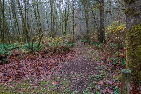 Pijnbomen met geel struikgewas en omgevallen bladeren aan het eind van het pad — Stockfoto