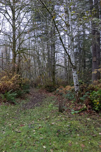 Birken und gelbes Laub bei Öffnung des Weges mit umgefallenen Blättern — Stockfoto