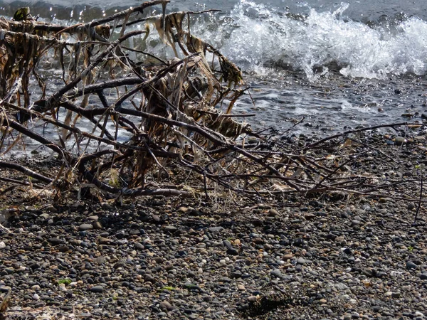 Скалистая береговая линия со старой веткой, покрытой сушеным ламинарием — стоковое фото