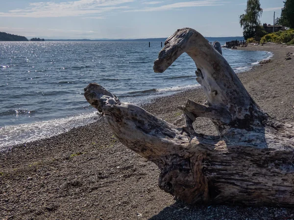 Litorale roccioso con vecchio ramo ricoperto di alghe secche — Foto Stock