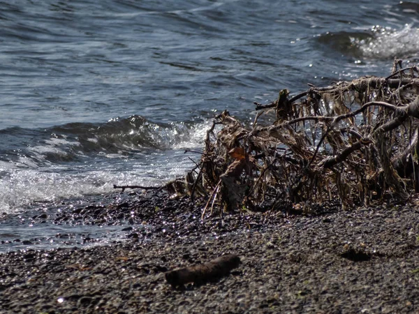 Скалистая береговая линия со старой веткой, покрытой сушеным ламинарием — стоковое фото