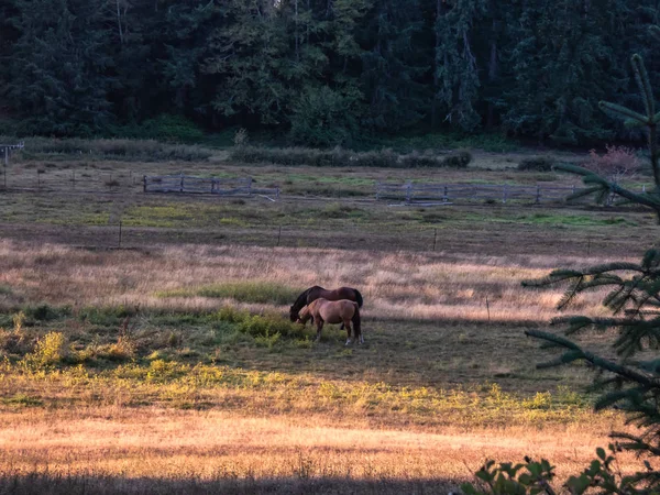 Bruin paard met zwarte manen die grazen op grassen in het veld — Stockfoto