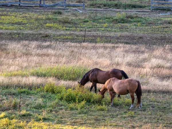 Paar bruine paarden grazen in grasveld — Stockfoto