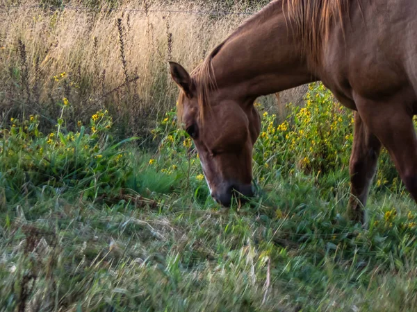 Коричневая лошадь с черной гривой, пасущаяся на травах в поле — стоковое фото