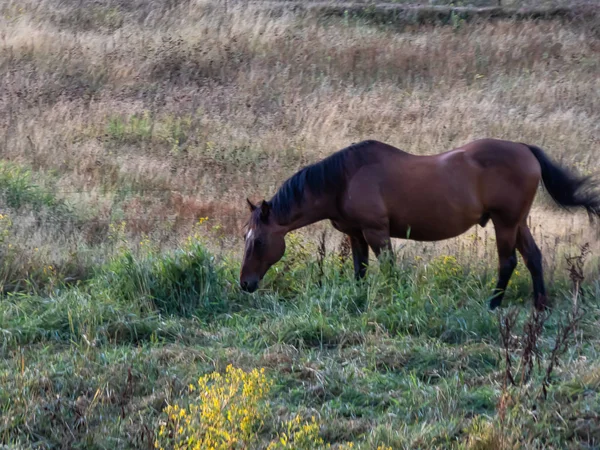 Braunes Pferd mit schwarzer Mähne weidet auf Gräsern im Feld — Stockfoto