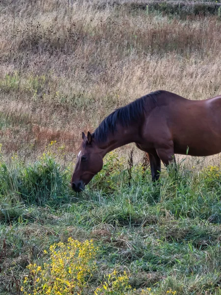 Cavalo marrom com crina preta para fora pastando em gramíneas no campo — Fotografia de Stock