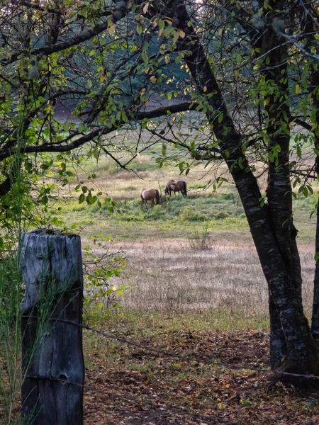 Pair of brown horses grazing out in grassy field — Stock Photo, Image