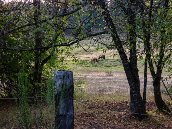 Пара коричневых лошадей, пасущихся на травянистом поле — стоковое фото