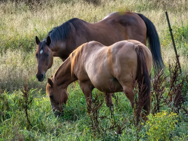 Par de caballos marrones pastando en el campo herboso —  Fotos de Stock