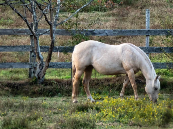 Caballo de color crema de pie en el campo con valla — Foto de Stock