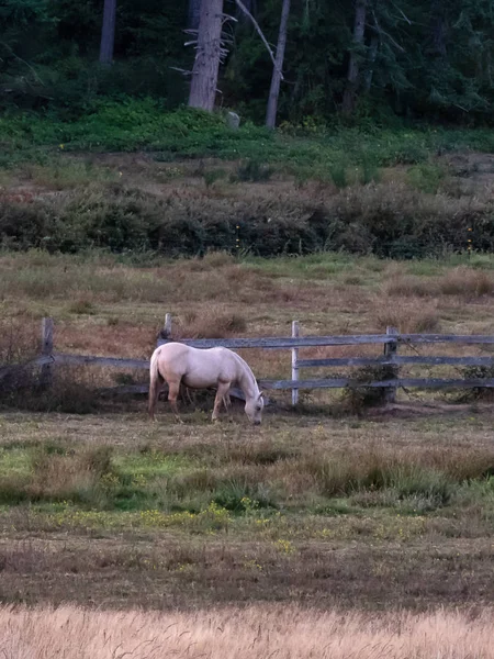 Cavalo de cor creme de pé no campo com cerca — Fotografia de Stock